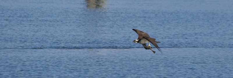 Osprey In Flight With Catch